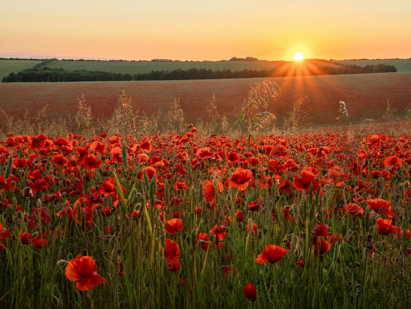 bradford on avon landscape photography wiltshire poppy field sunset