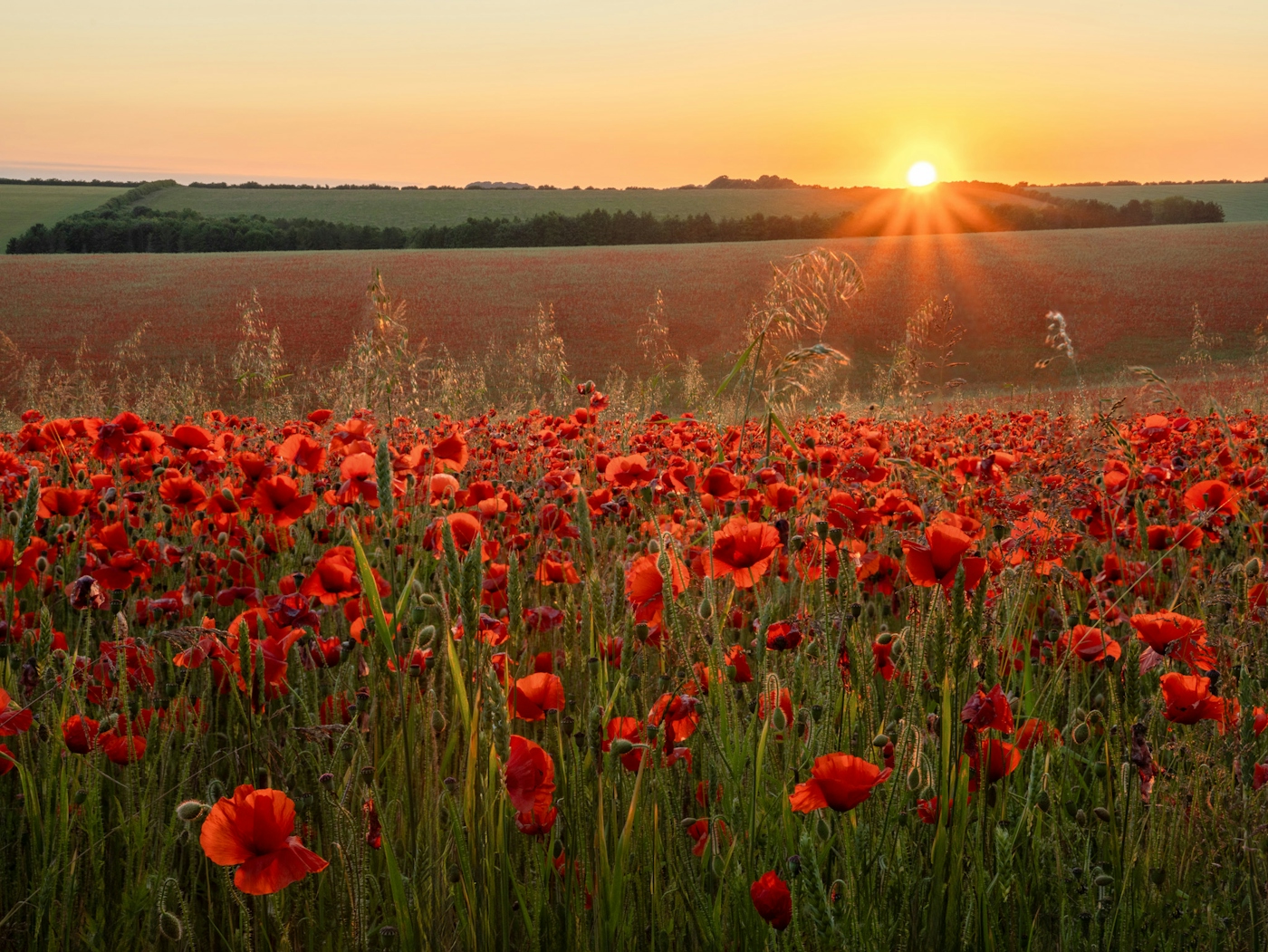 bradford on avon landscape photography wiltshire poppy field sunset