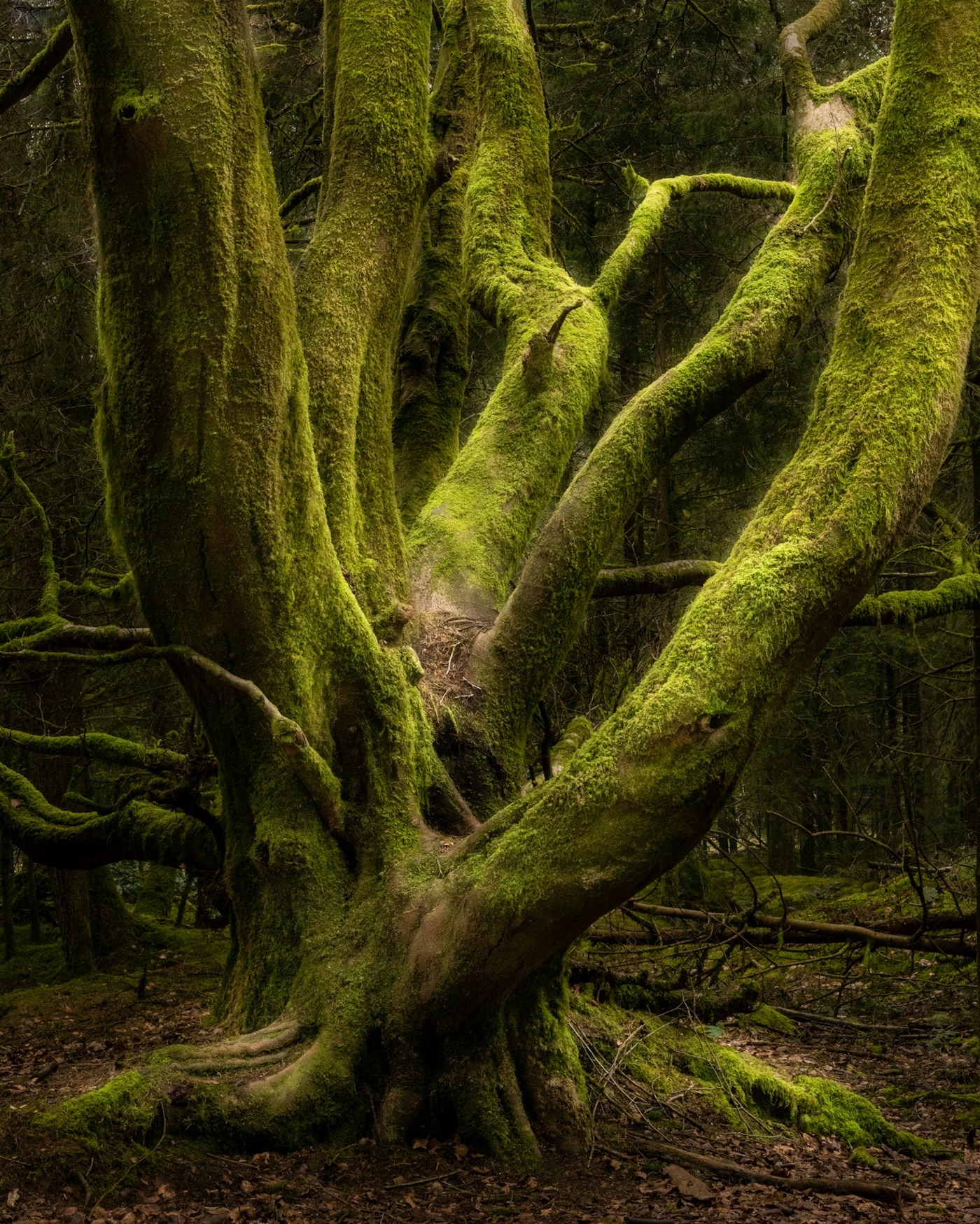 bradford on avon landscape photography wiltshire mossy tree