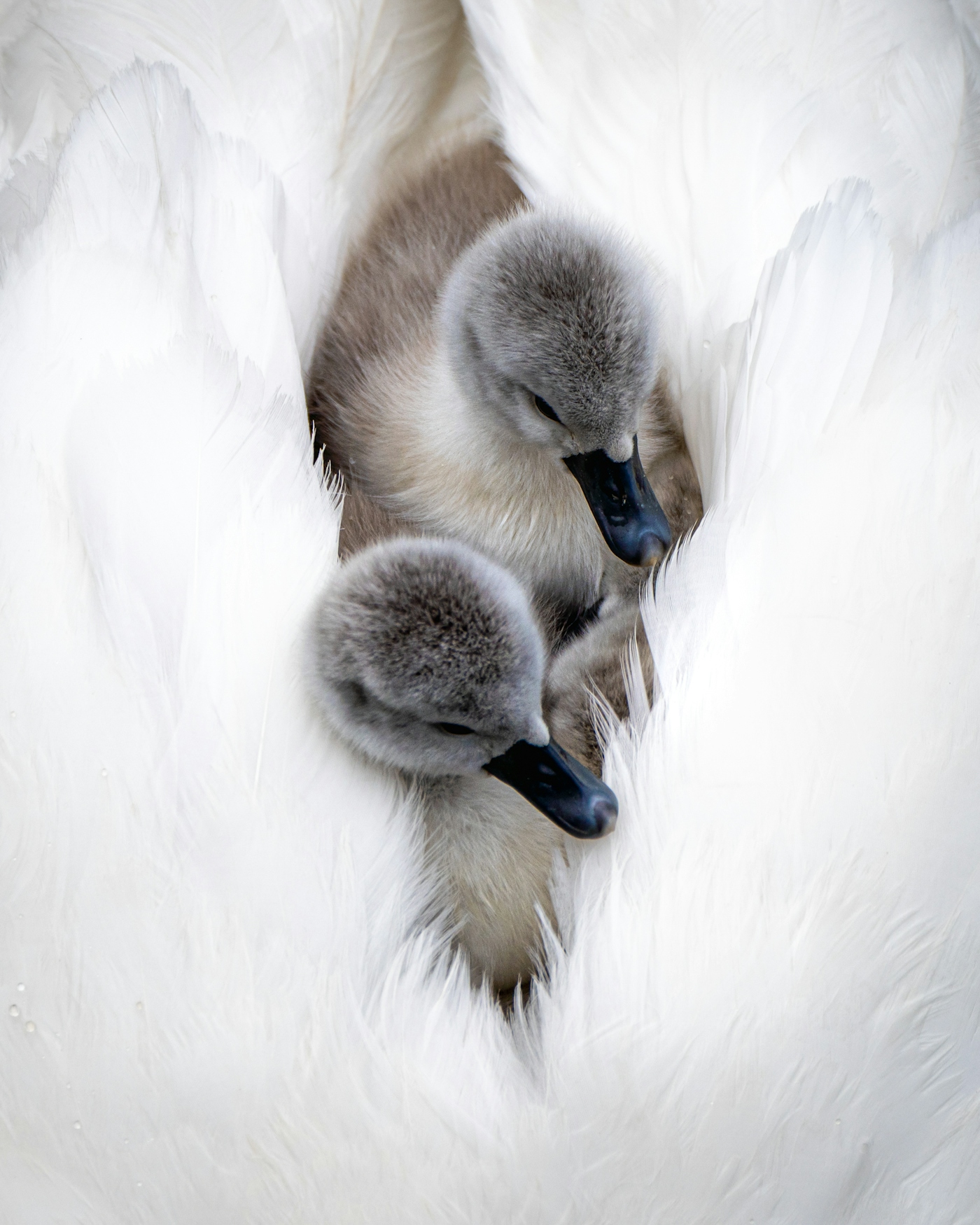 bradford on avon landscape photography wiltshire newborn cygnets riding on back