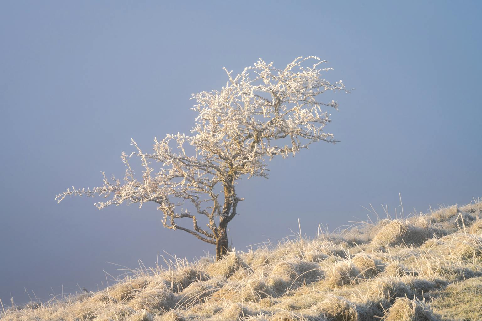 bradford on avon landscape photography wiltshire frosty lone tree