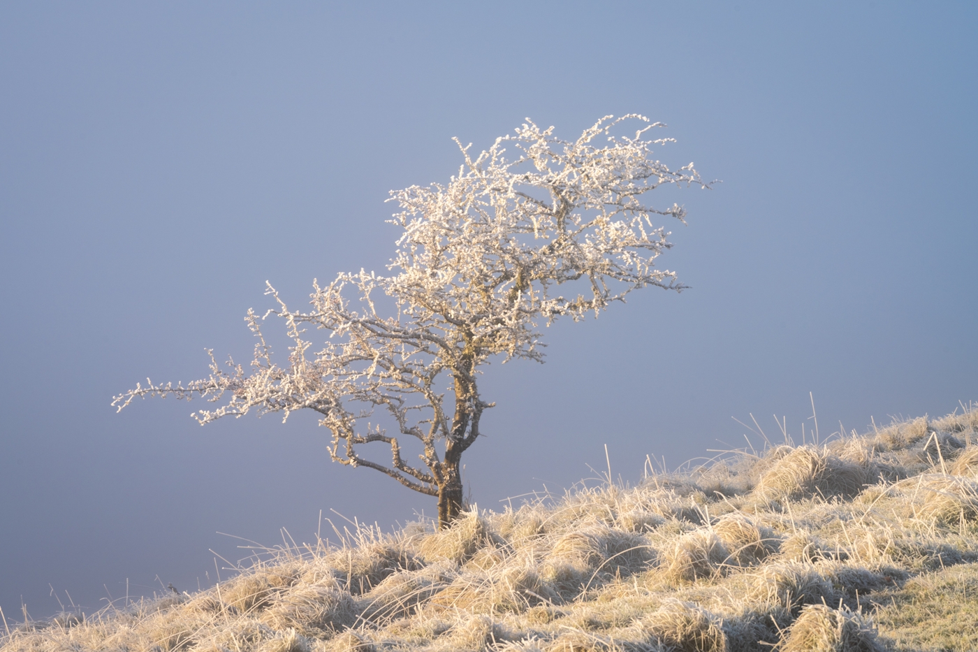 bradford on avon landscape photography wiltshire frosty lone tree