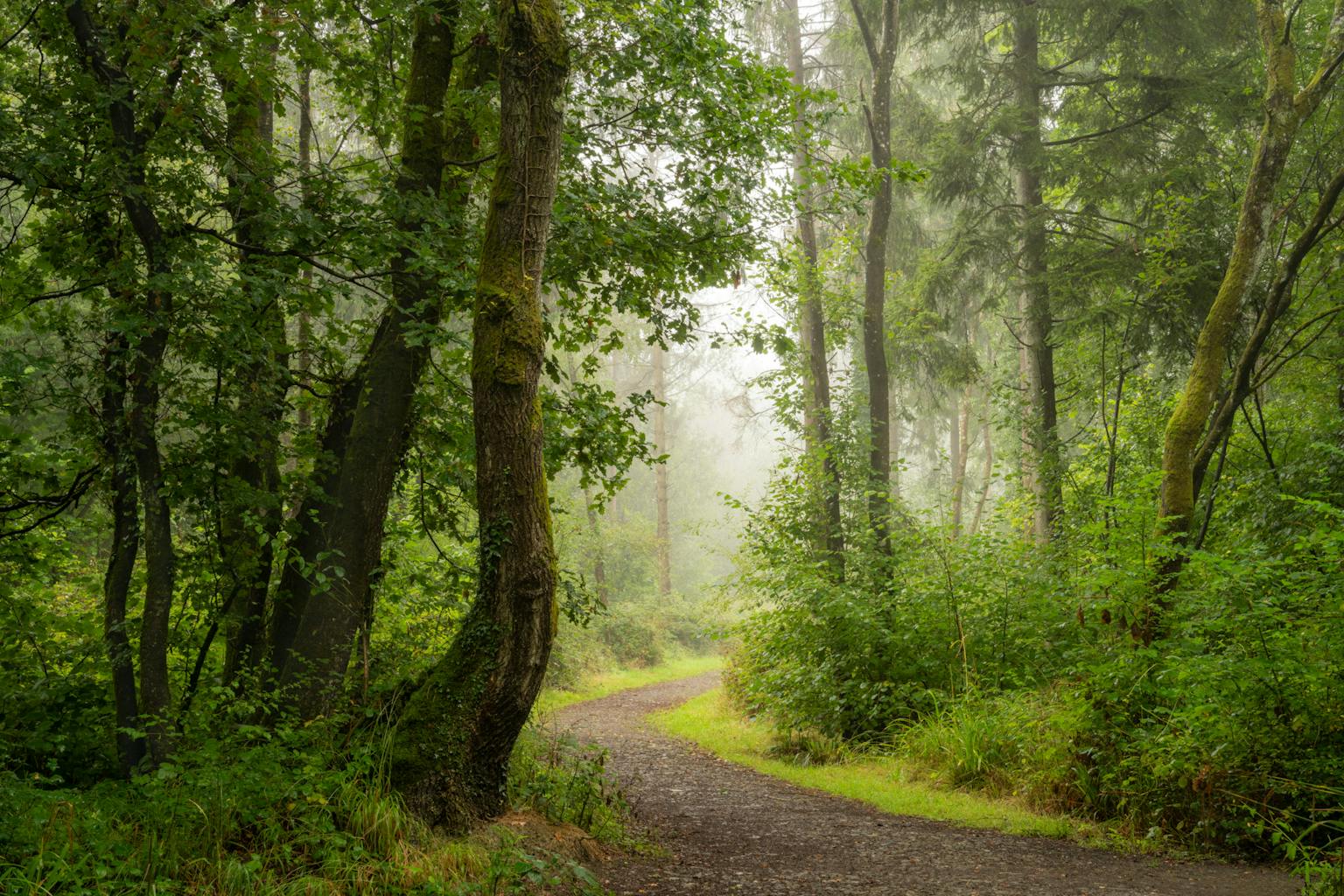 bradford on avon landscape photography wiltshire woods