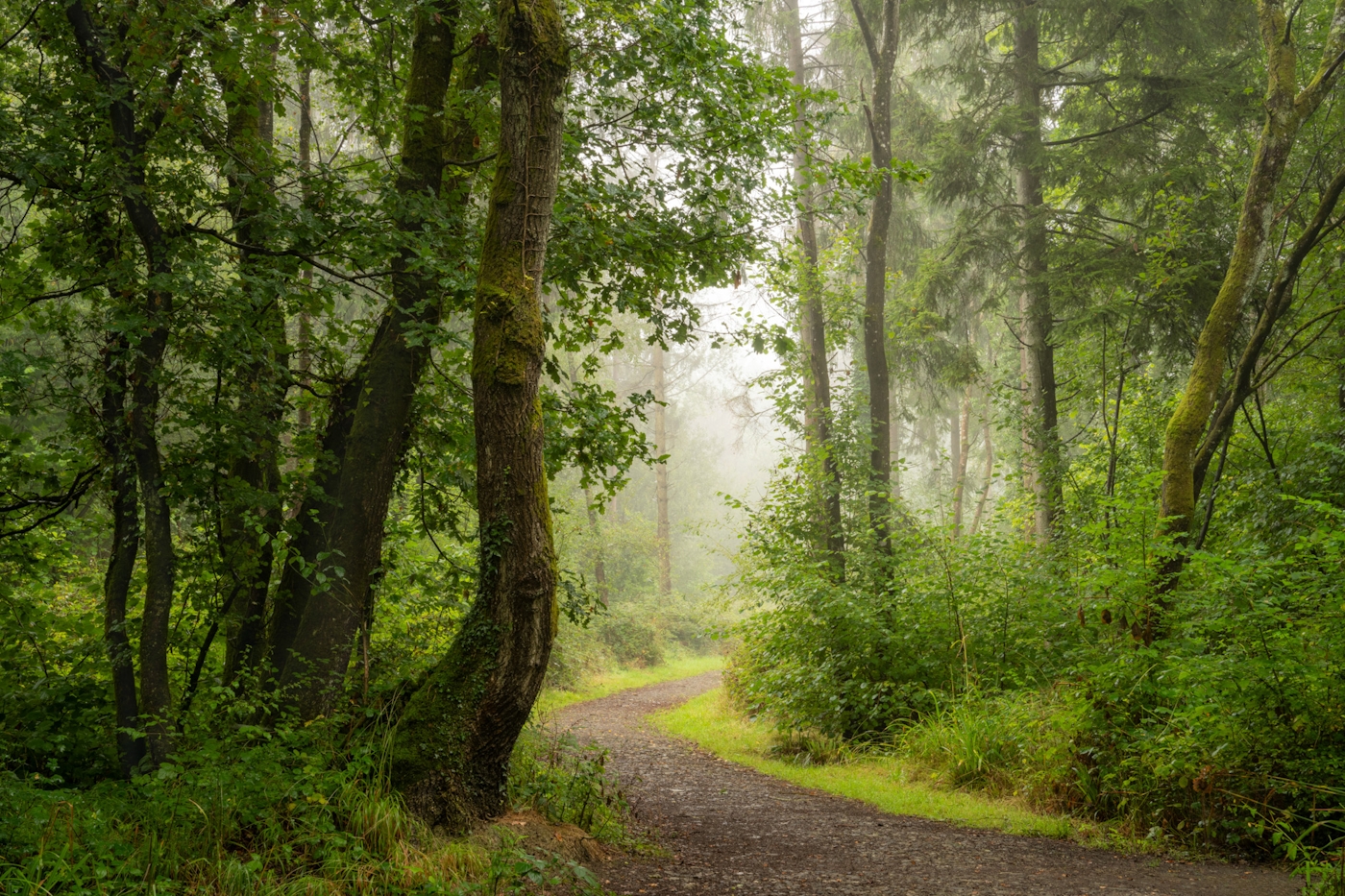 bradford on avon landscape photography wiltshire woods