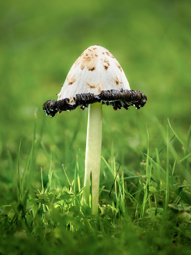 bradford on avon landscape photography wiltshire mushroom