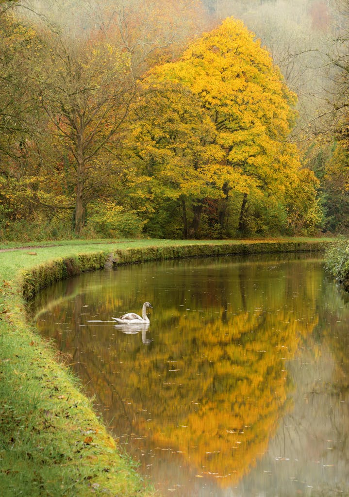 bradford on avon landscape photography wiltshire canal swan