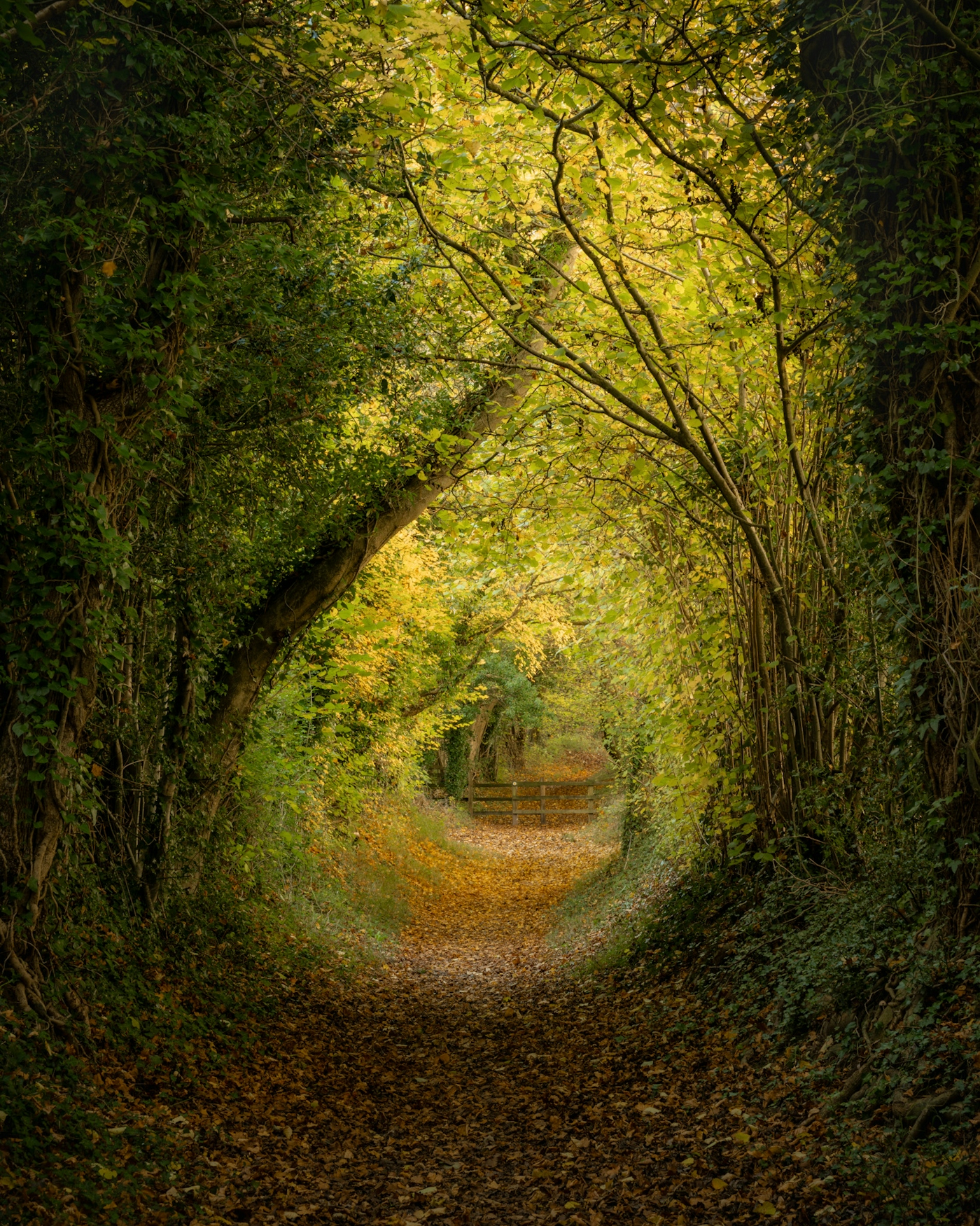 bradford on avon landscape photography wiltshire woods