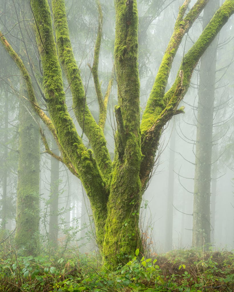 bradford on avon landscape photography wiltshire tree green