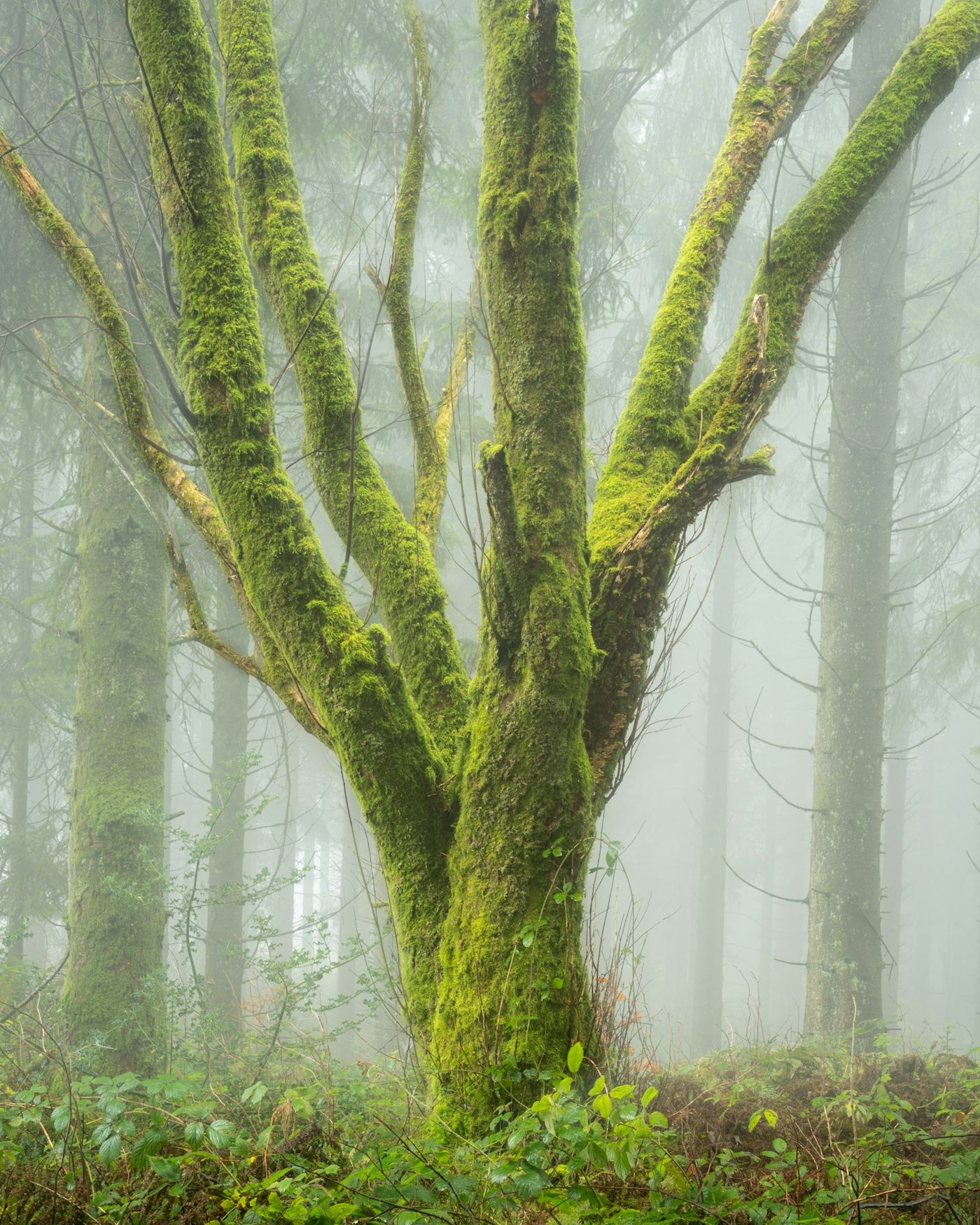 bradford on avon landscape photography wiltshire tree green