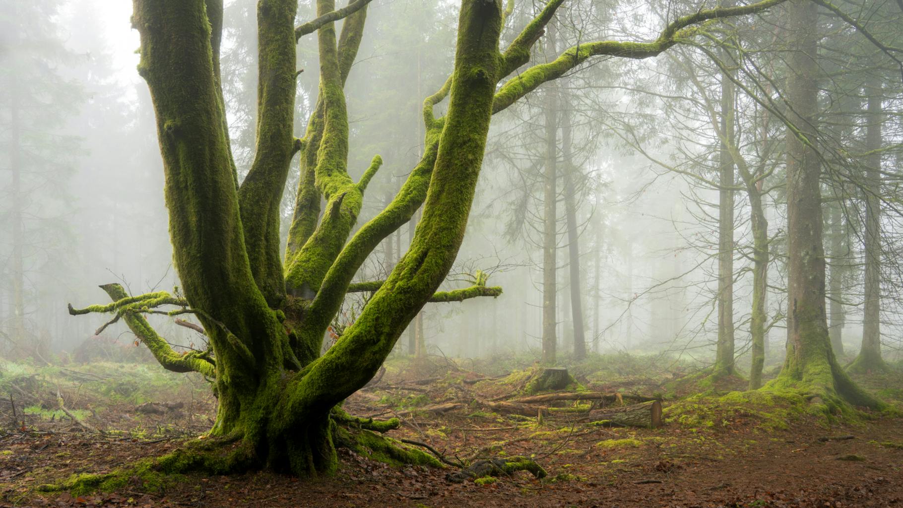bradford on avon landscape photography wiltshire priddy woods