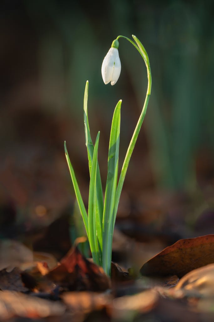 bradford on avon landscape photography wiltshire  flower