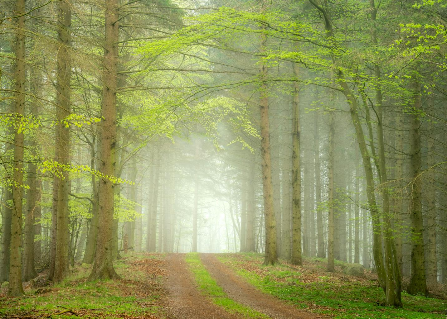 bradford on avon landscape photography wiltshire foggy woods