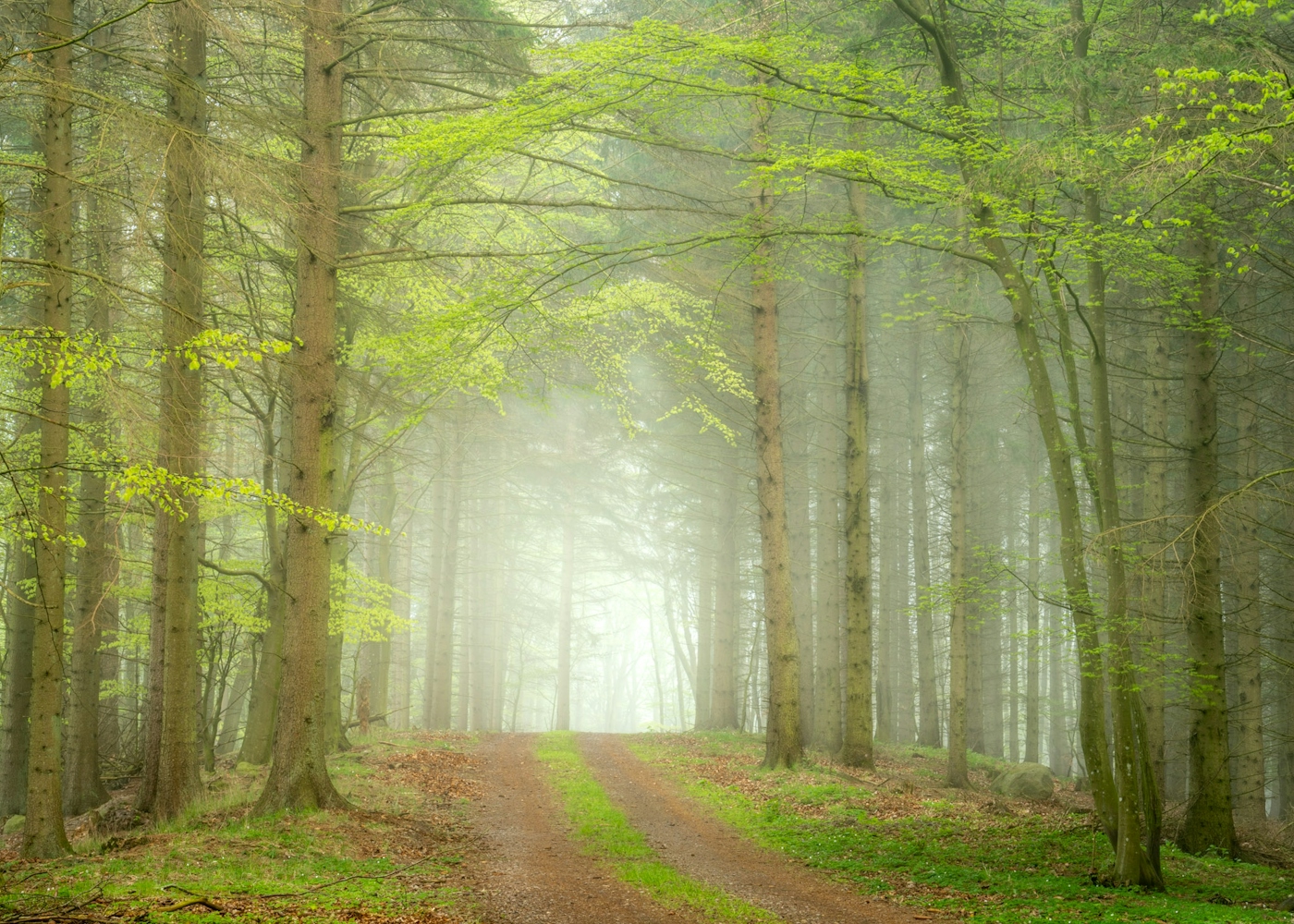 bradford on avon landscape photography wiltshire foggy woods