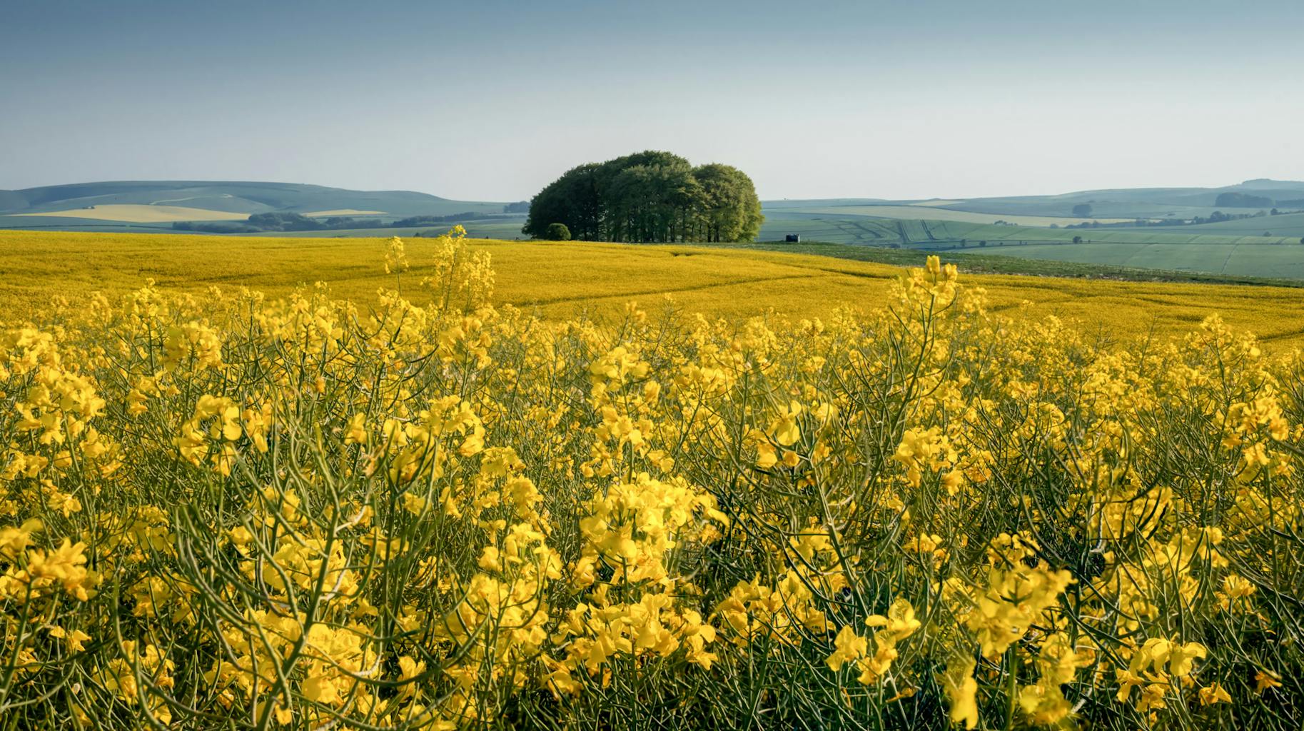 bradford on avon landscape photography wiltshire rapeseed field