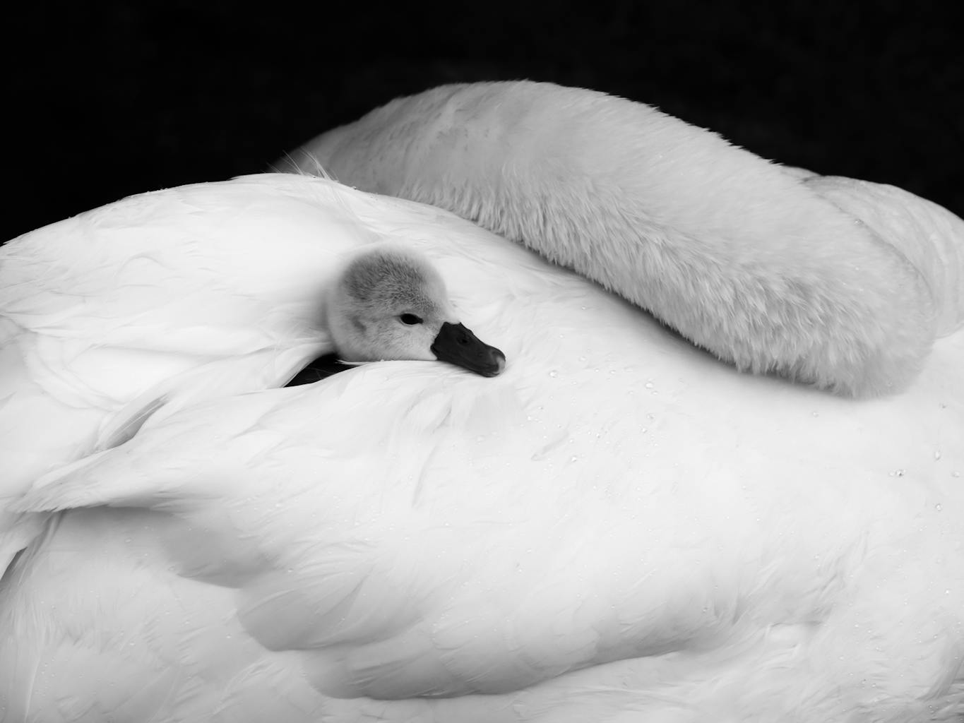 bradford on avon landscape photography wiltshire swan
