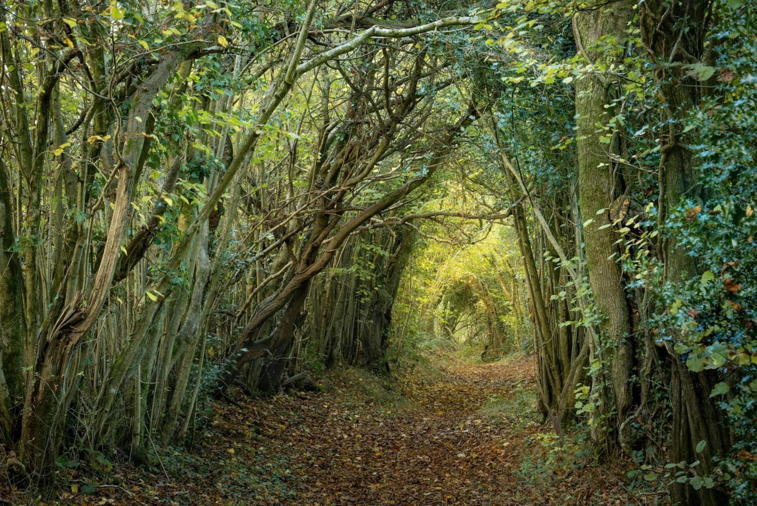 bradford on avon landscape photography wiltshire fantasy woods