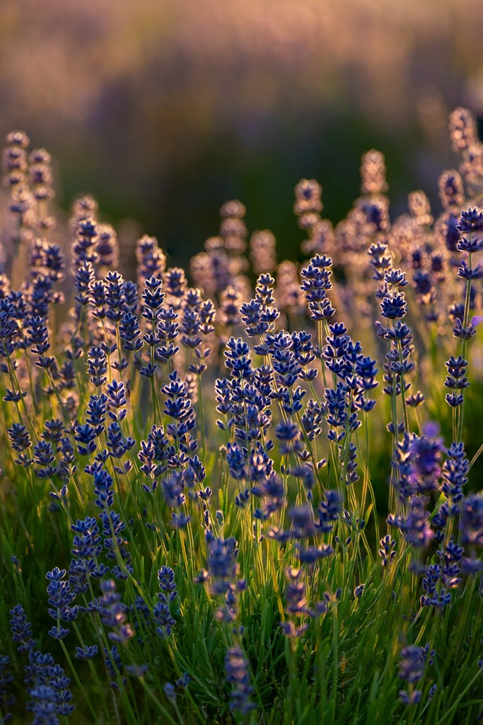 bradford on avon landscape photography wiltshire lavender field