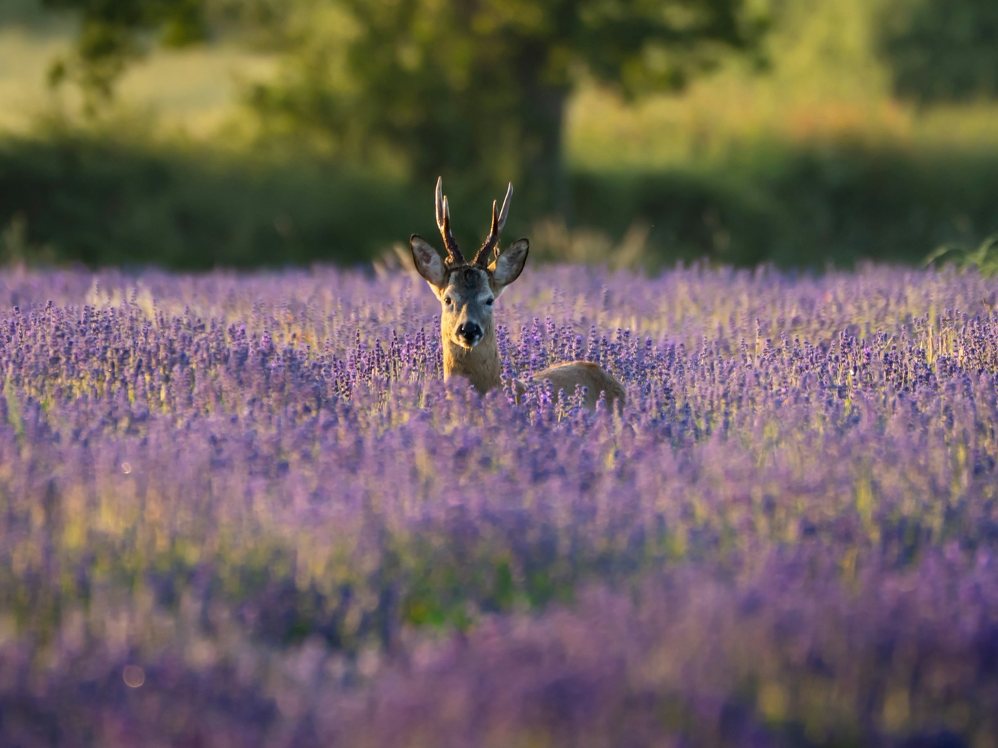 bradford on avon landscape photography wiltshire lavender fields wildlife deer