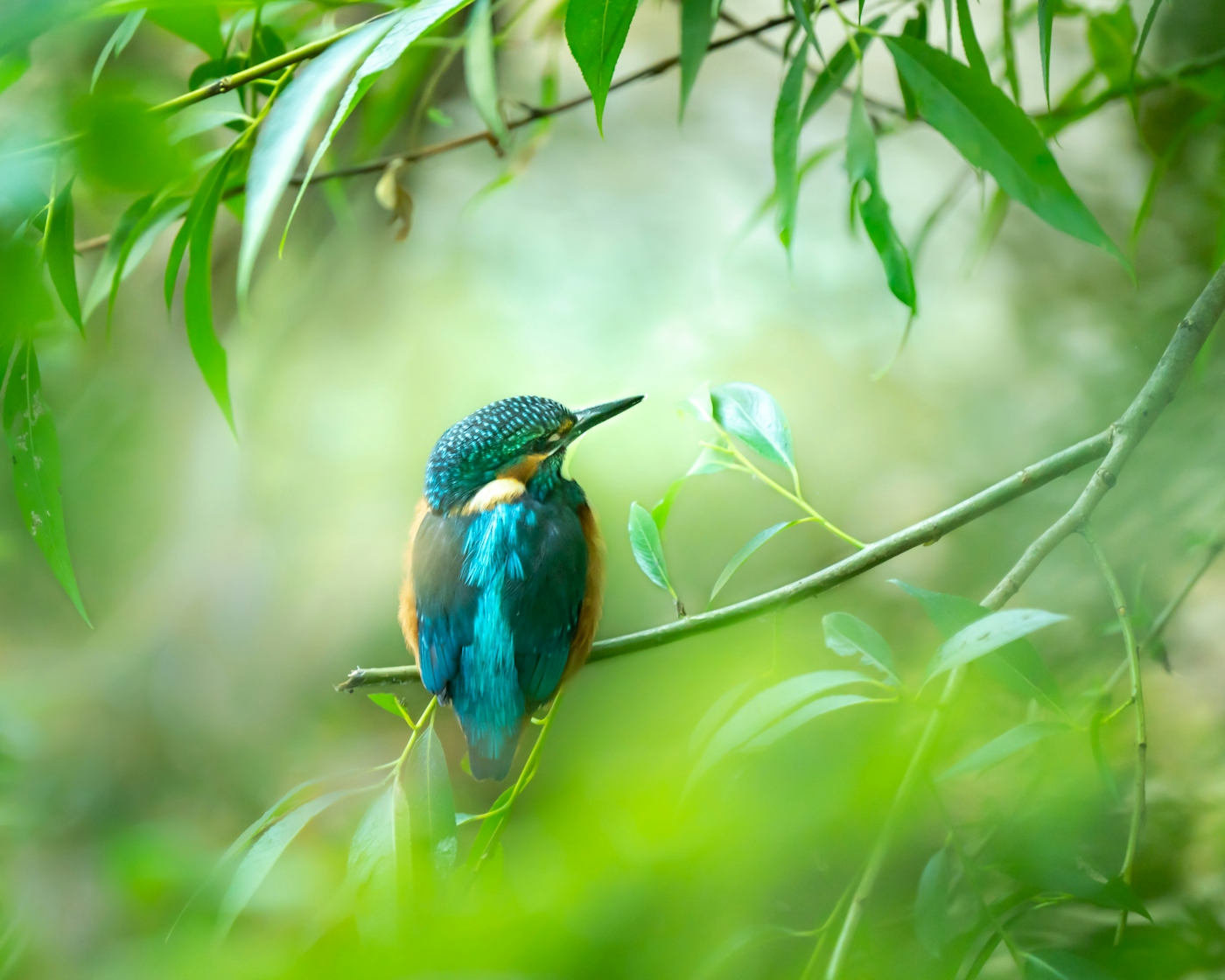 bradford on avon landscape photography wiltshire wildlife kingfisher