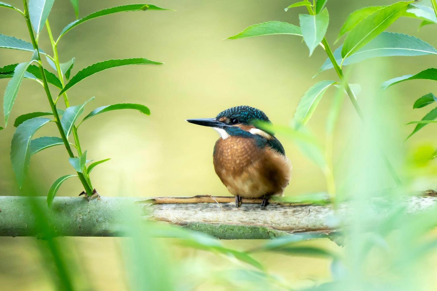 bradford on avon landscape photography wiltshire wildlife kingfisher