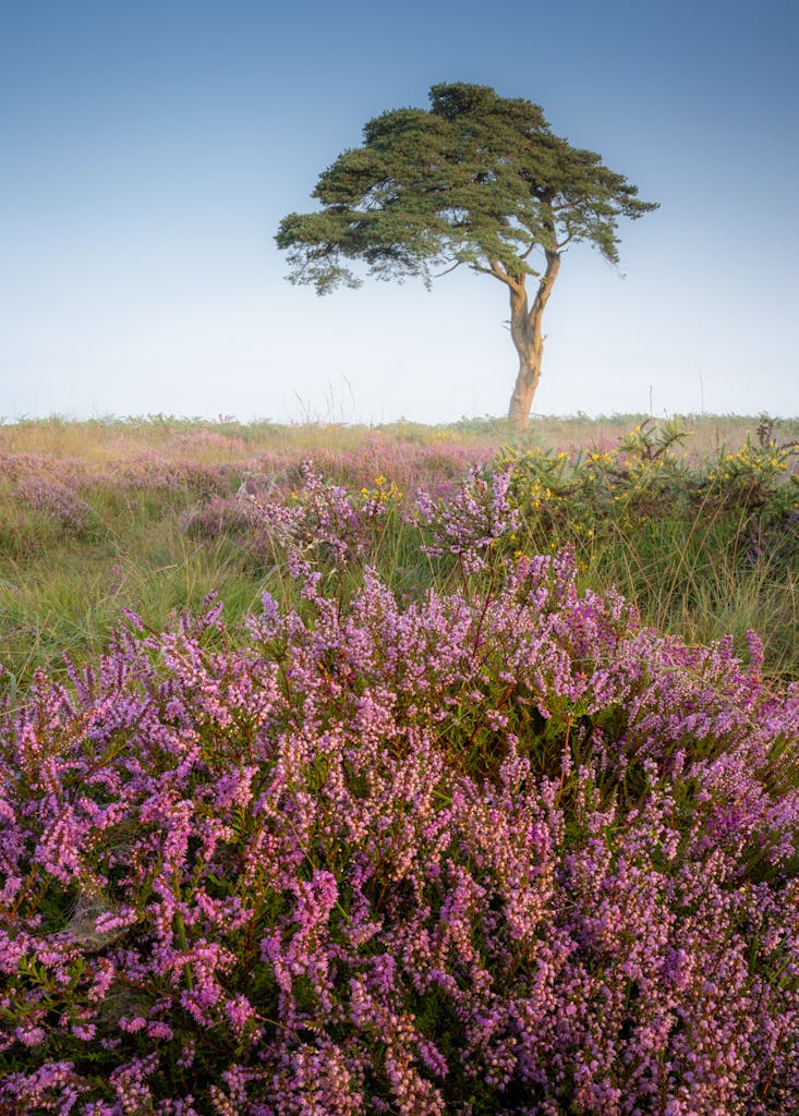 bradford on avon landscape photography wiltshire tree lavender field