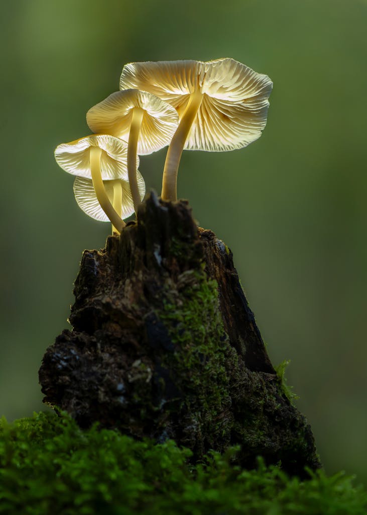 bradford on avon landscape photography wiltshire mushrooms