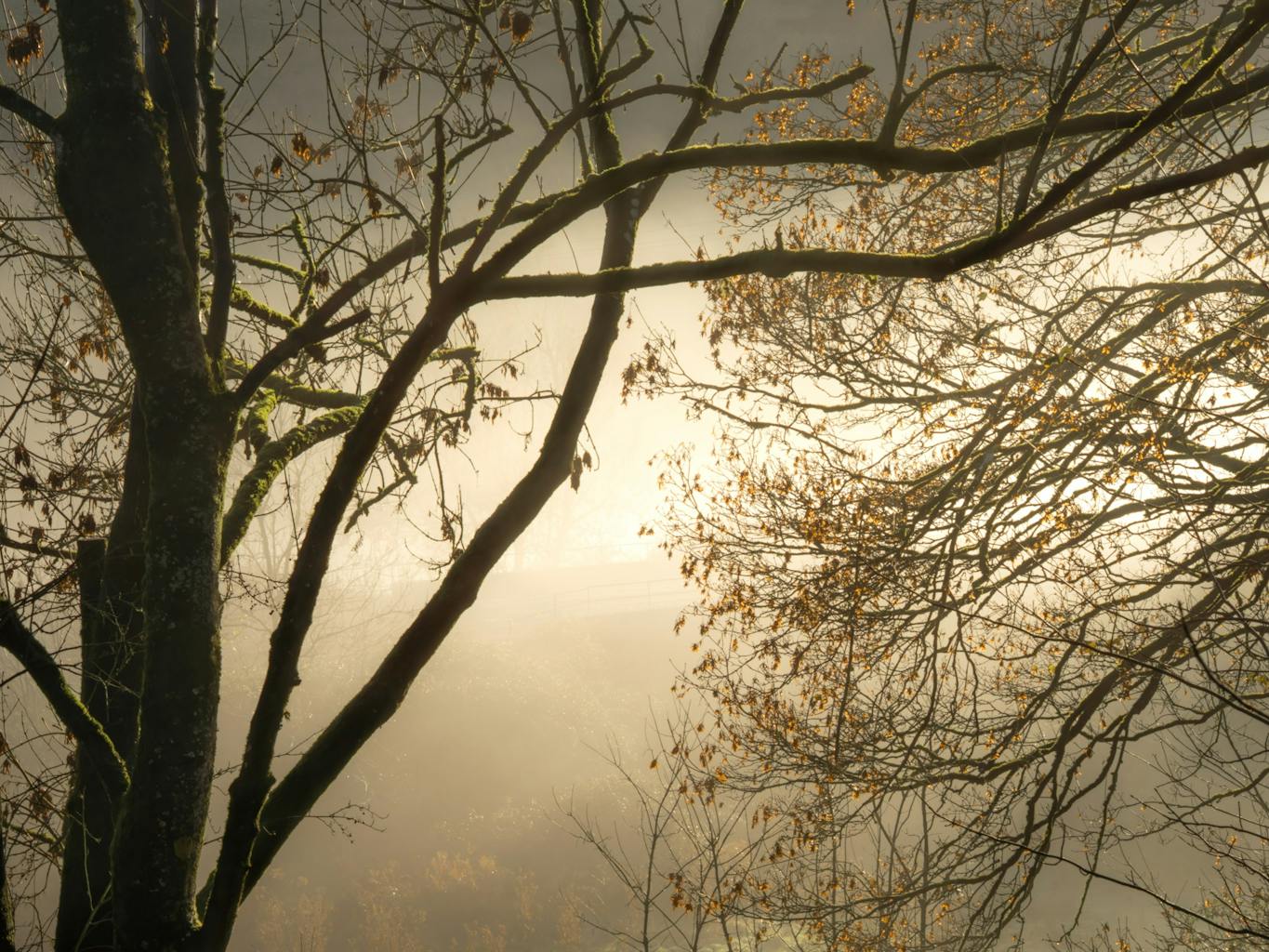 bradford on avon landscape photography wiltshire woods foggy sky