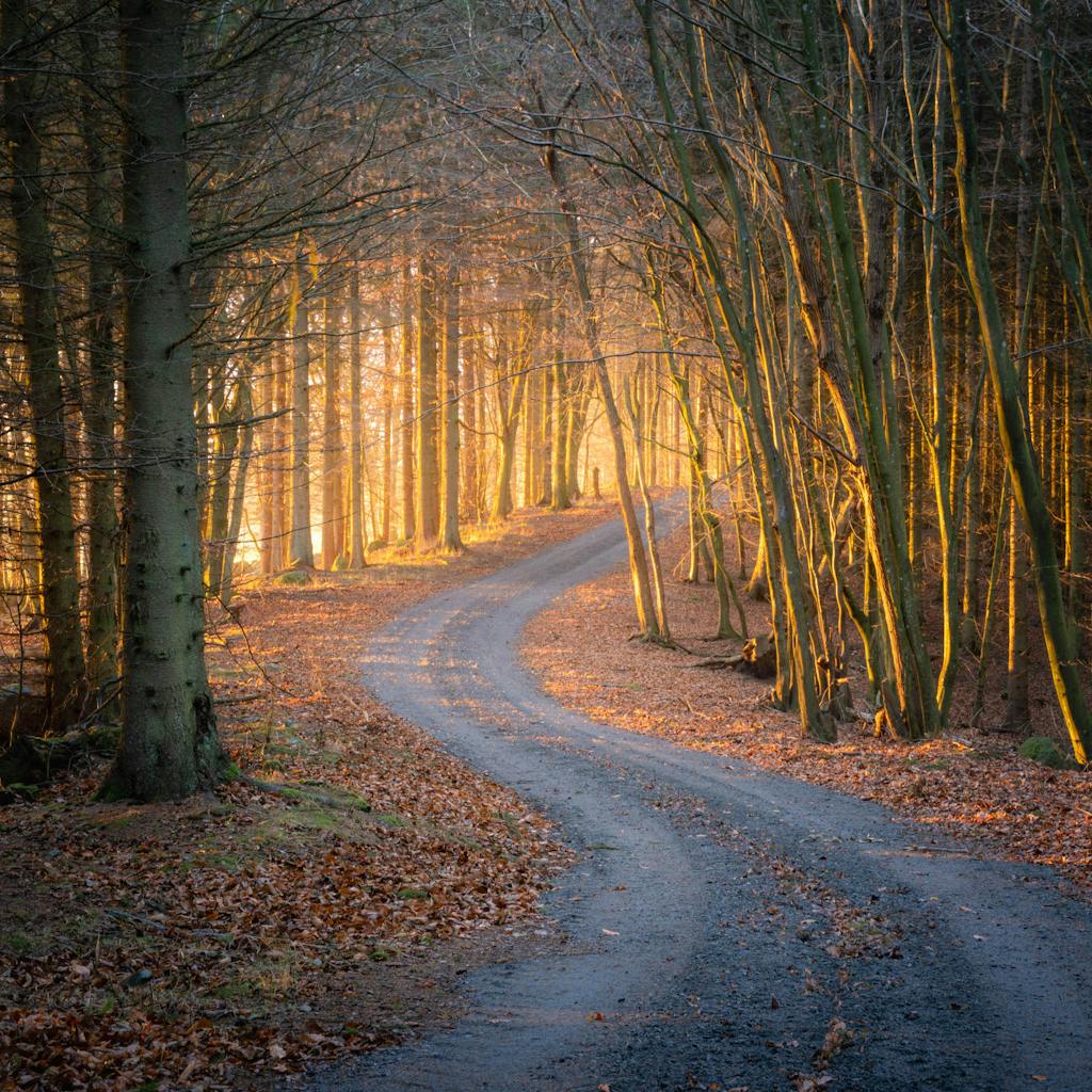 Sweden Swedish Woodland Woodlands Forest Golden Hour