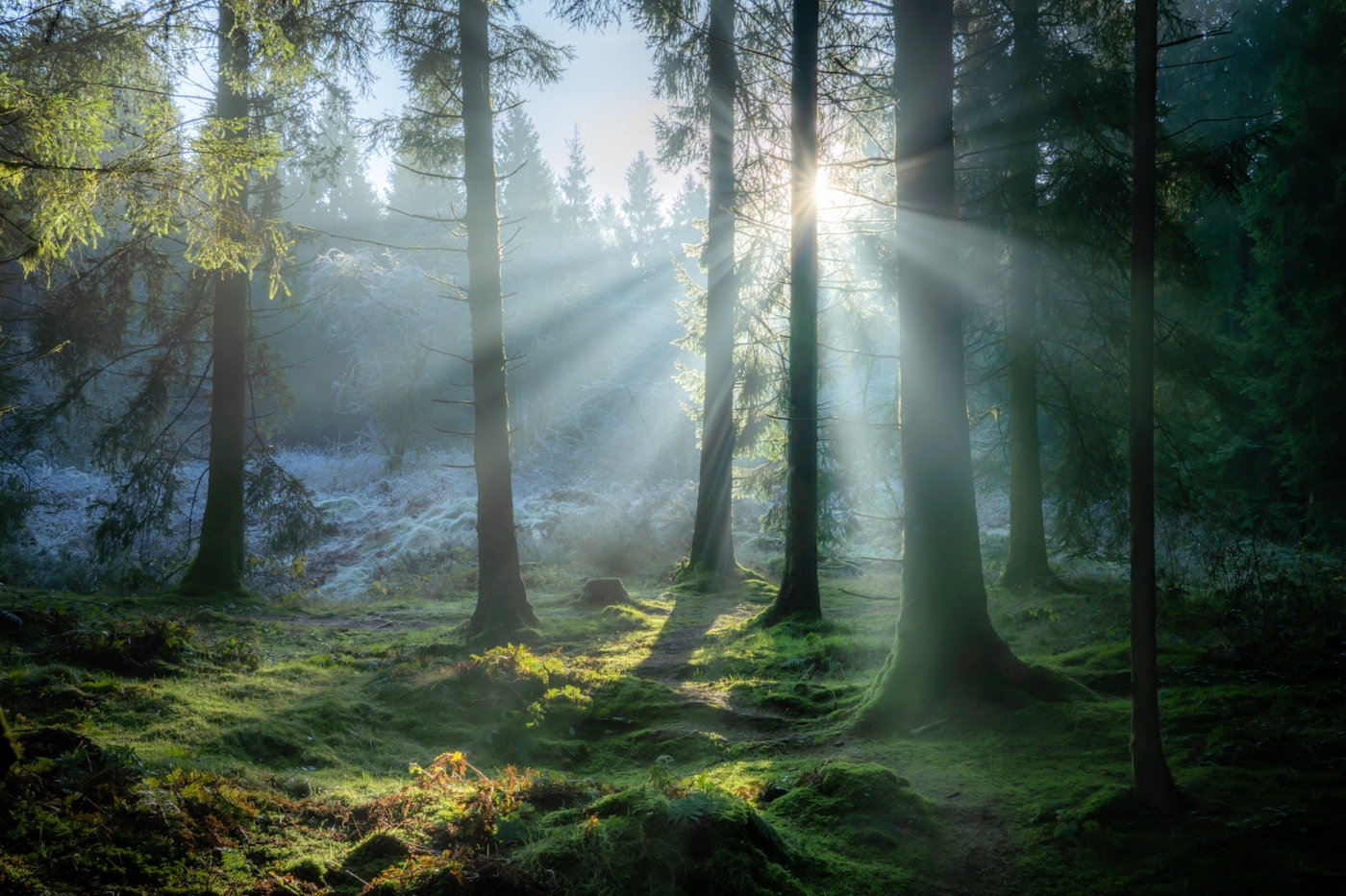 Rays of Light Priddy Somerset Woodlands Forest