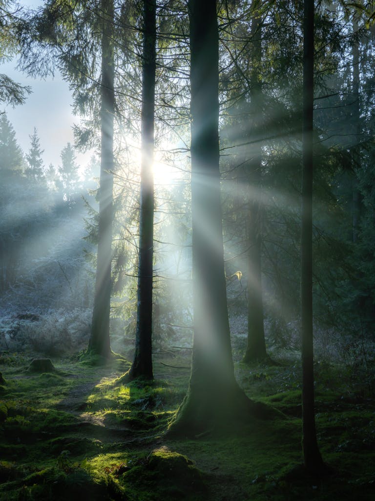 Rays of Light Priddy Somerset Woodlands Forest