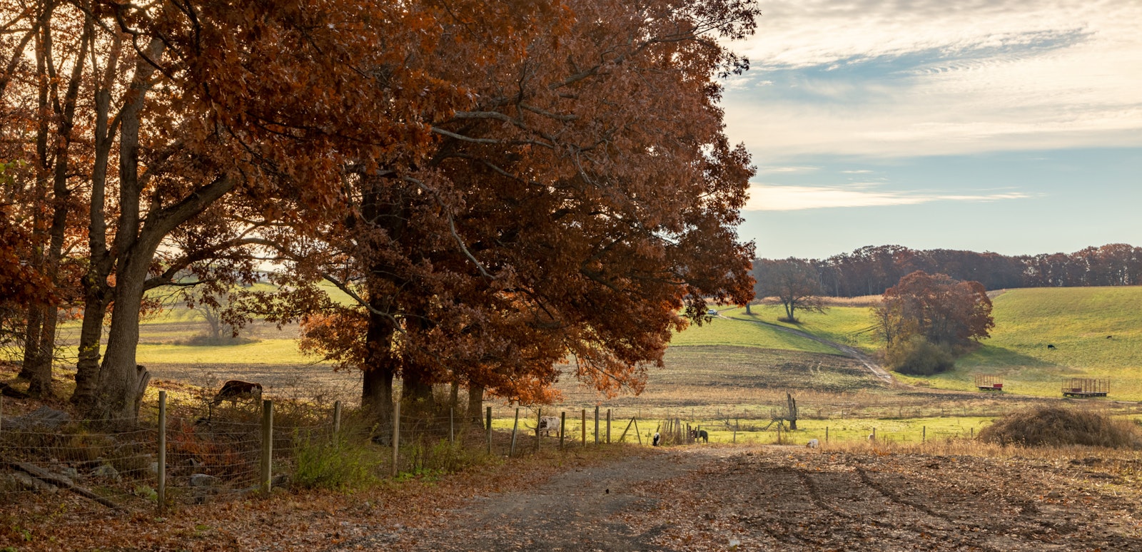 Anaerobic digestion facility on a farm, generating renewable energy from food waste recycling
