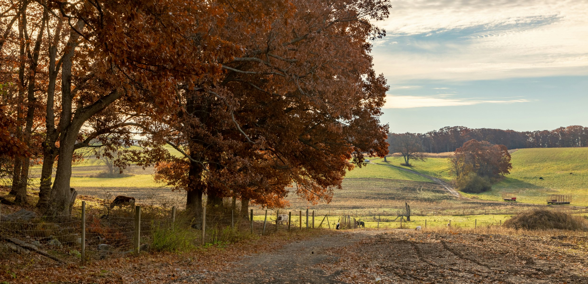 Anaerobic digestion facility on a farm, generating renewable energy from food waste recycling