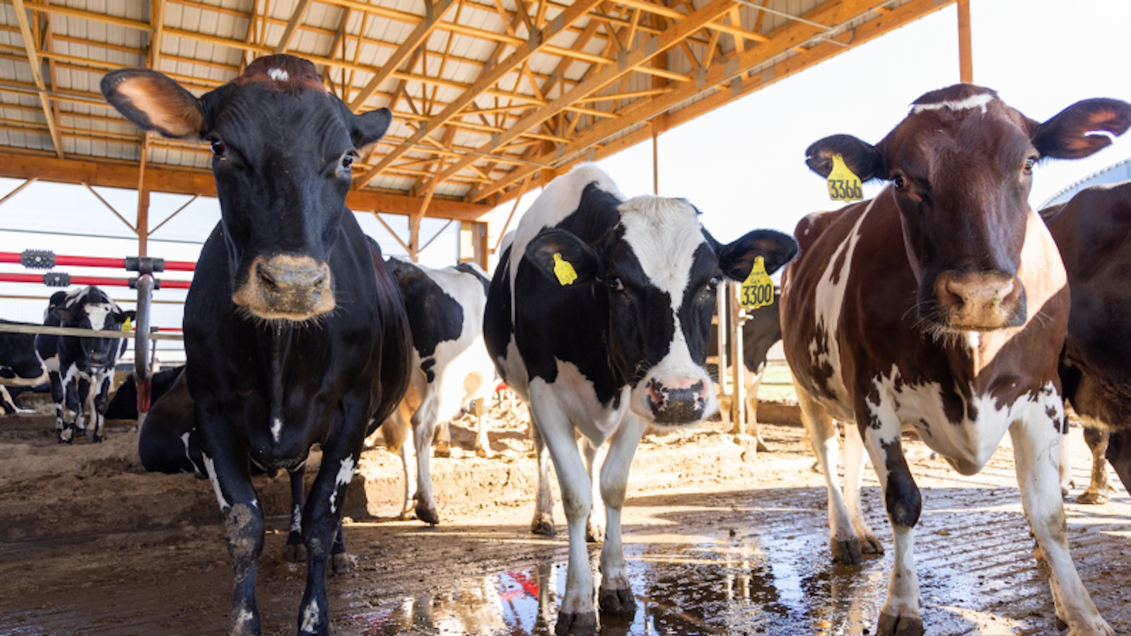 Dairy cows in a barn that practices manure management in regenerative agriculture
