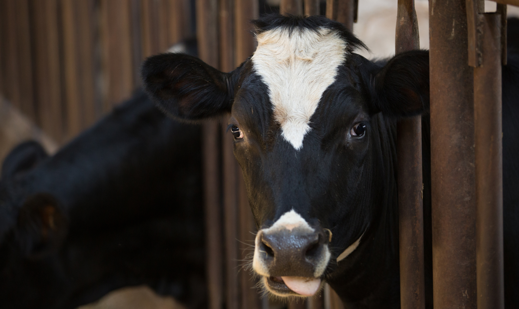 Dairy cow, a central player in the anaerobic digestion process