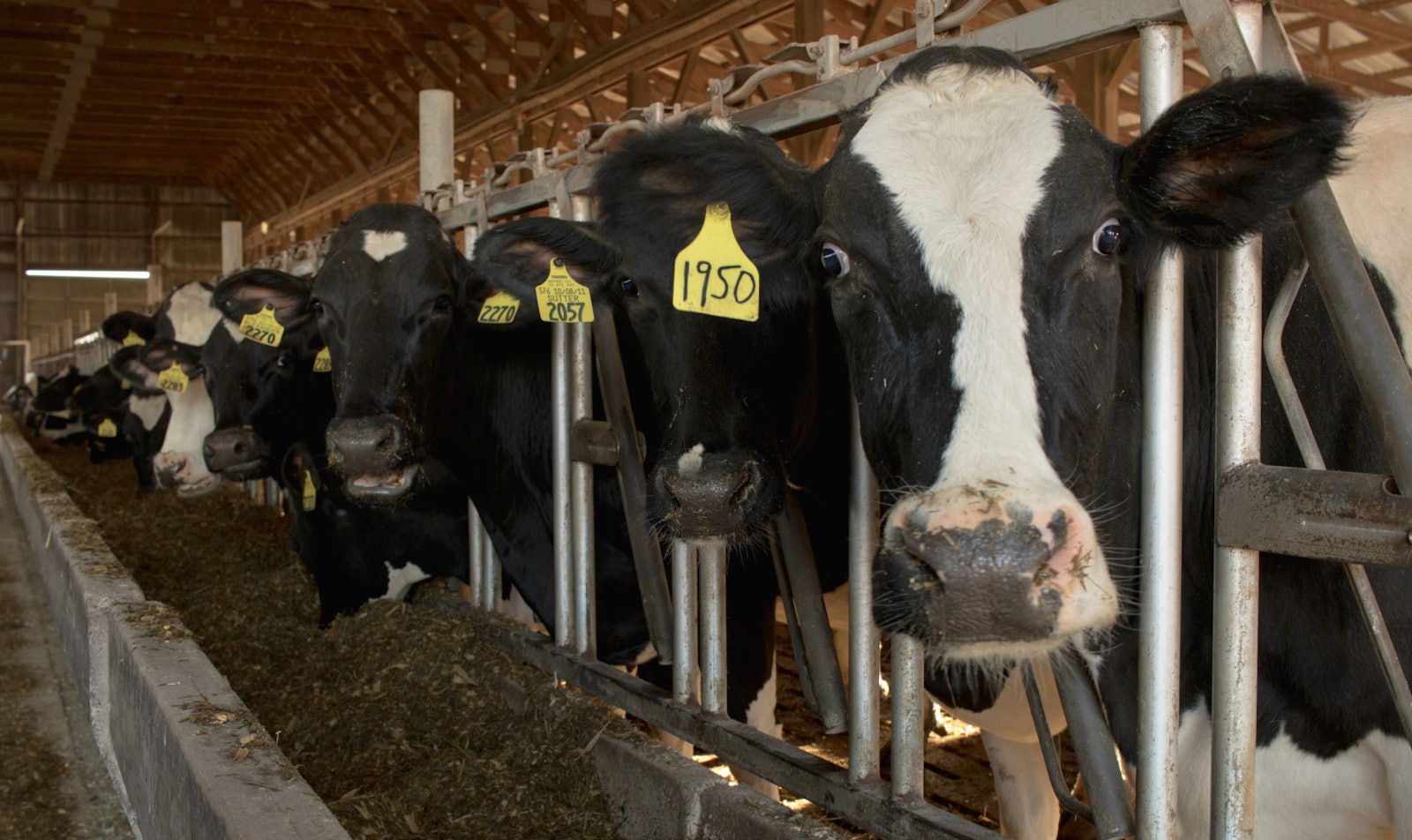 Dairy cows in a barn that practices manure management in regenerative agriculture