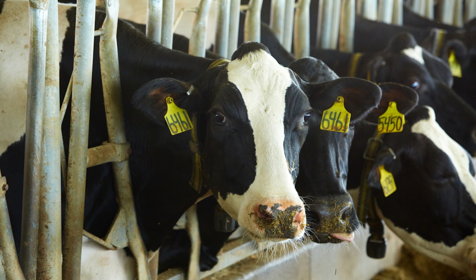 Dairy cows in a barn that practices manure management in regenerative agriculture