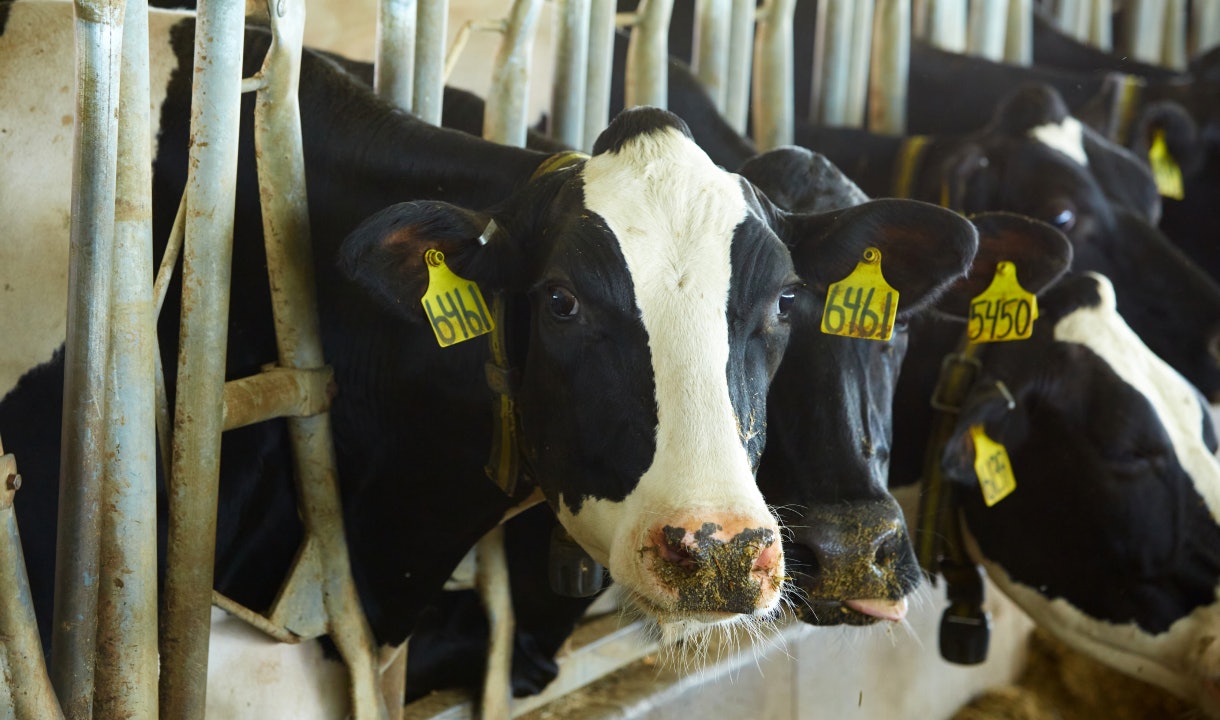 Dairy cows in a barn that practices manure management in regenerative agriculture