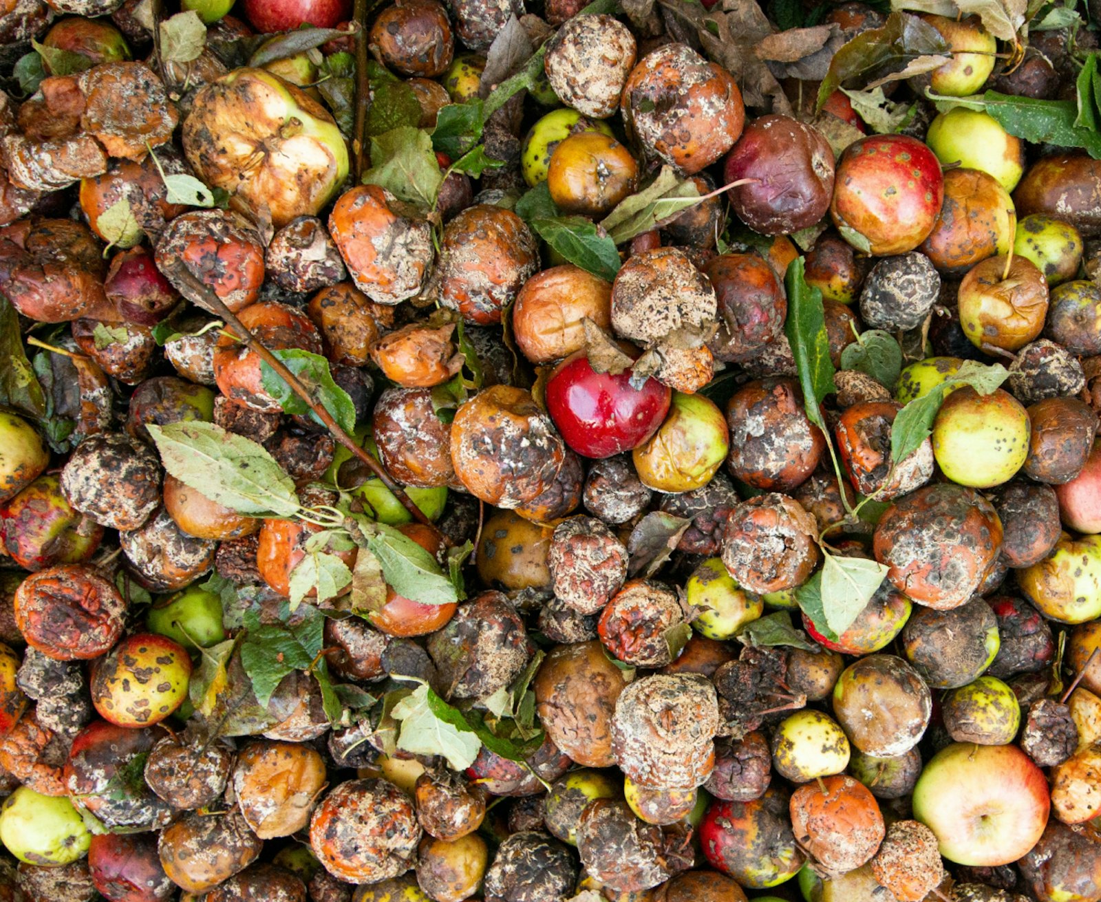 Food waste as part of organic waste recycling to create renewable energy