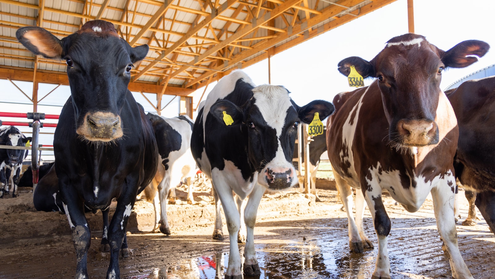 Cow in dairy farm with manure management through farm powered anaerobic digestion