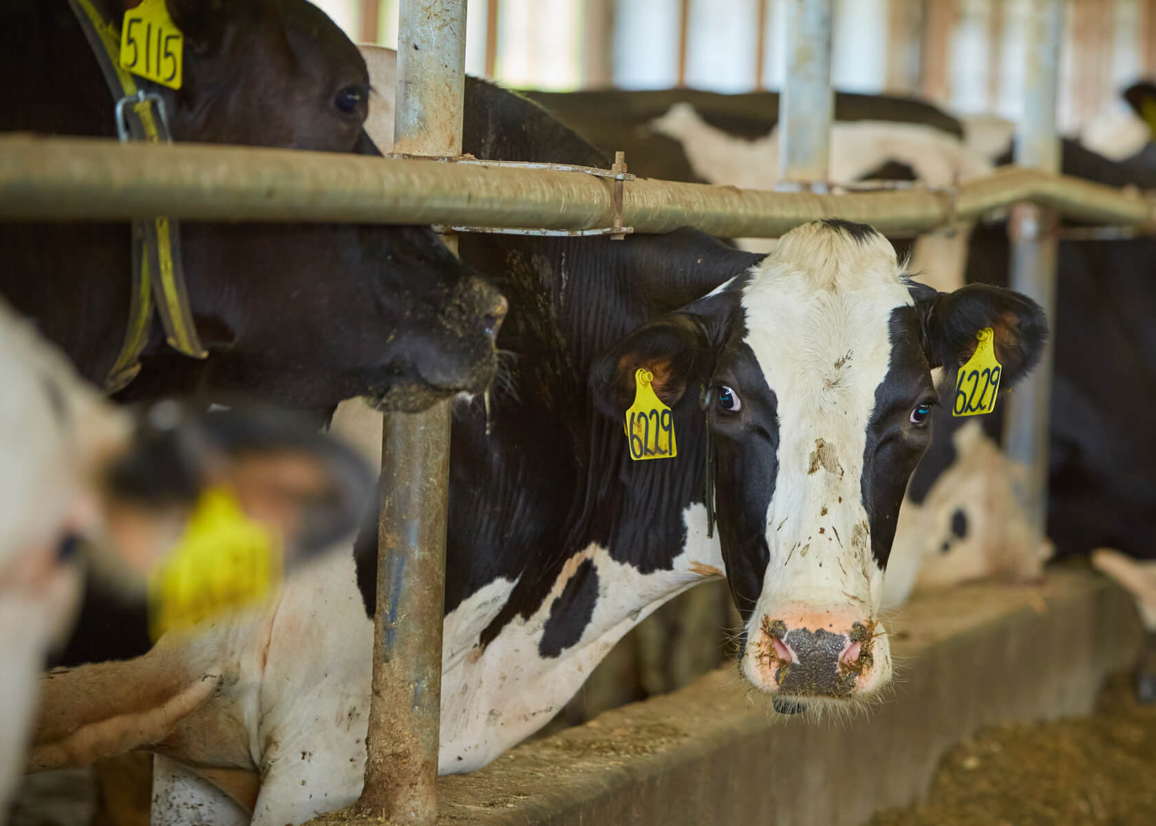 Dairy cows in a barn that practices manure management in regenerative agriculture