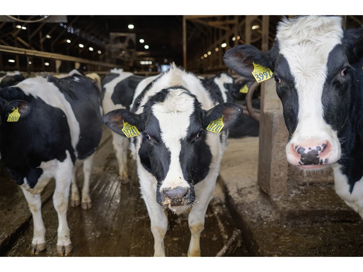 How Dairy Farmers Are Turning Manure Into Money