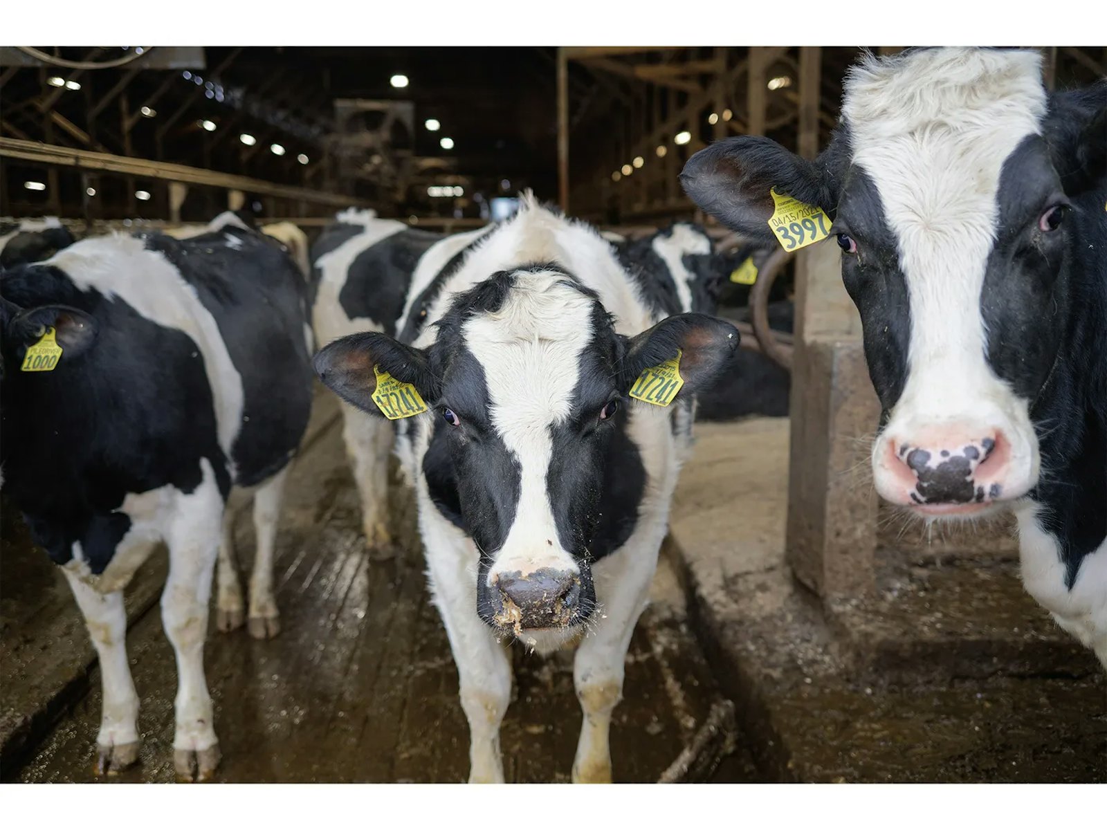 How Dairy Farmers Are Turning Manure Into Money