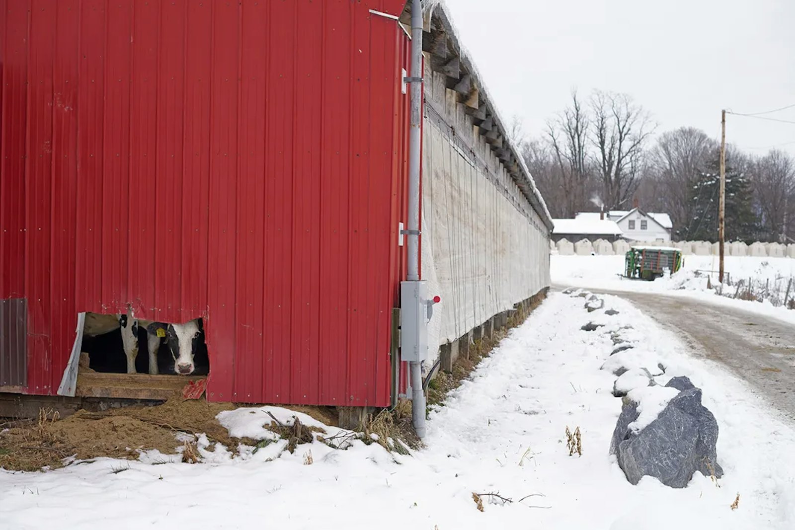 A cow peeks through a hole in a barn at the Goodrich Farm in Salisbury, Vermont. The dairy farm is home to the largest anaerobic digester in the Northeast, turning food waste and cow manure into methane-powered electricity and fertilizer. David Degner