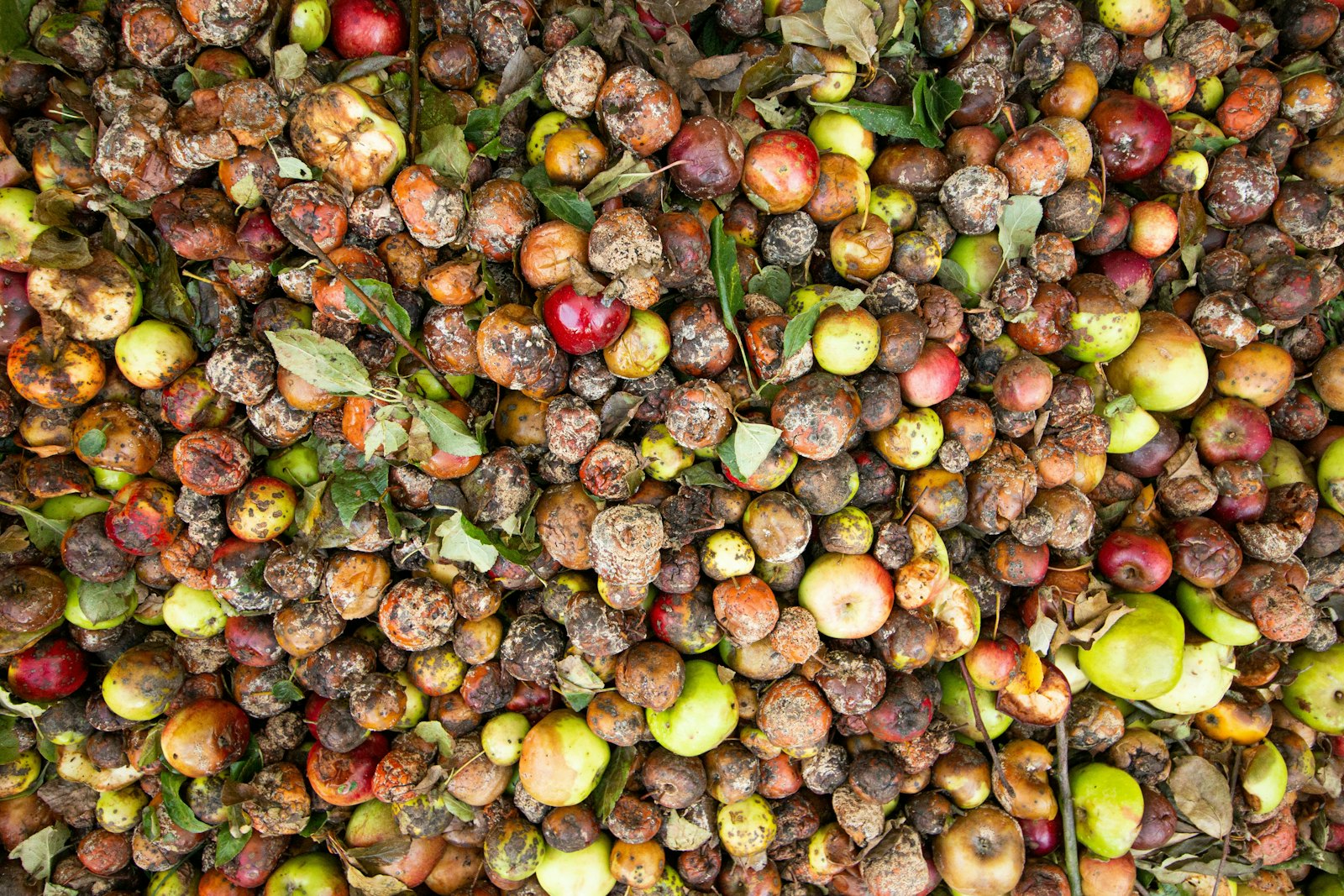 The Case for U.S. Food Waste Biomethane to Supply Emerging Global Demand