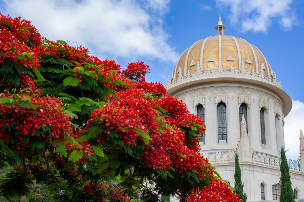 The Shrine of the Báb and a nearby flowering tree