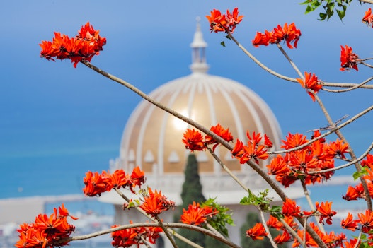 A tree flowers in front of the Shrine of the Báb.