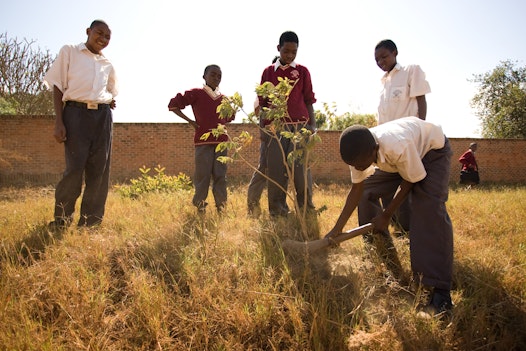 Students at Bambino School, a Bahá'í-inspired school in Lilongwe, Malawi plant a tree outside the school as part of a service project