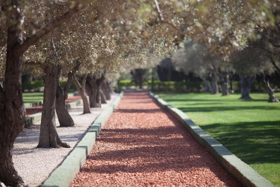 Olive tree grove in the gardens at Bahjí