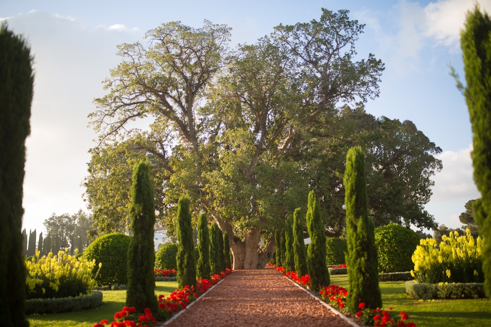 Centuries-old sycamore fig tree in the gardens of Bahjí