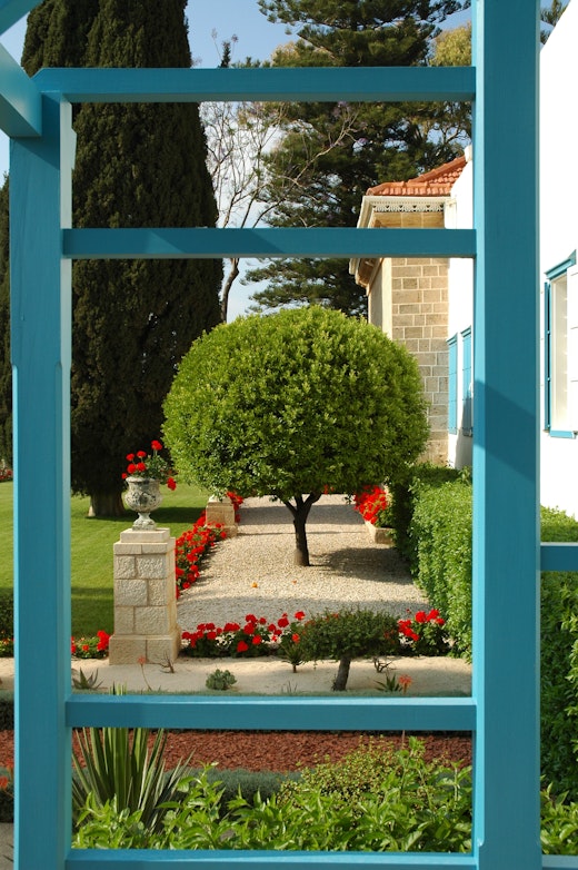 Tree in the garden near the Shrine of Bahá’u’lláh